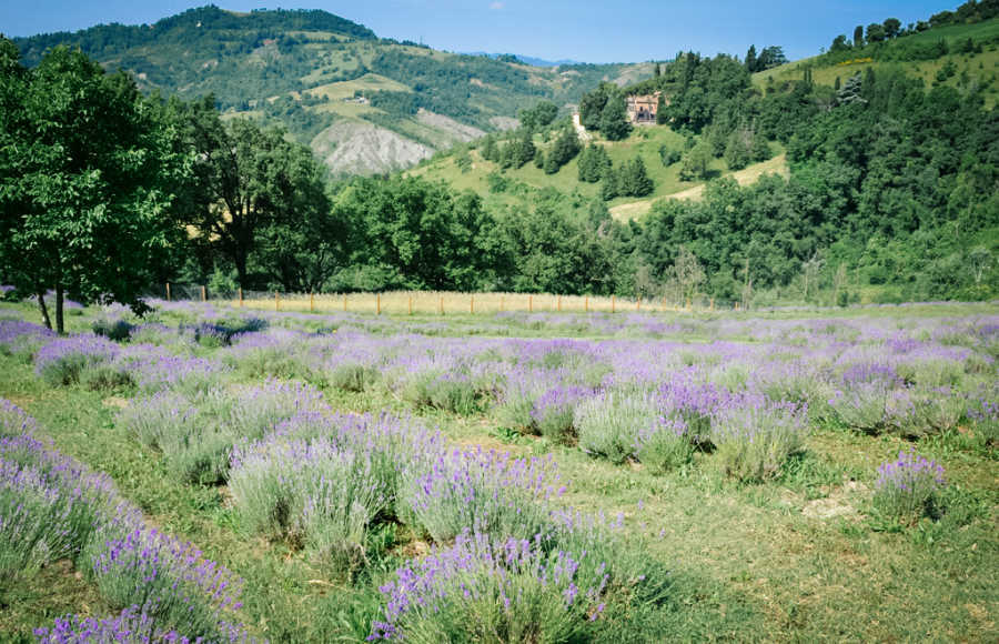ローランド｜オーウェイ｜rolland｜O-WAY｜オーガニックヘアケア通販